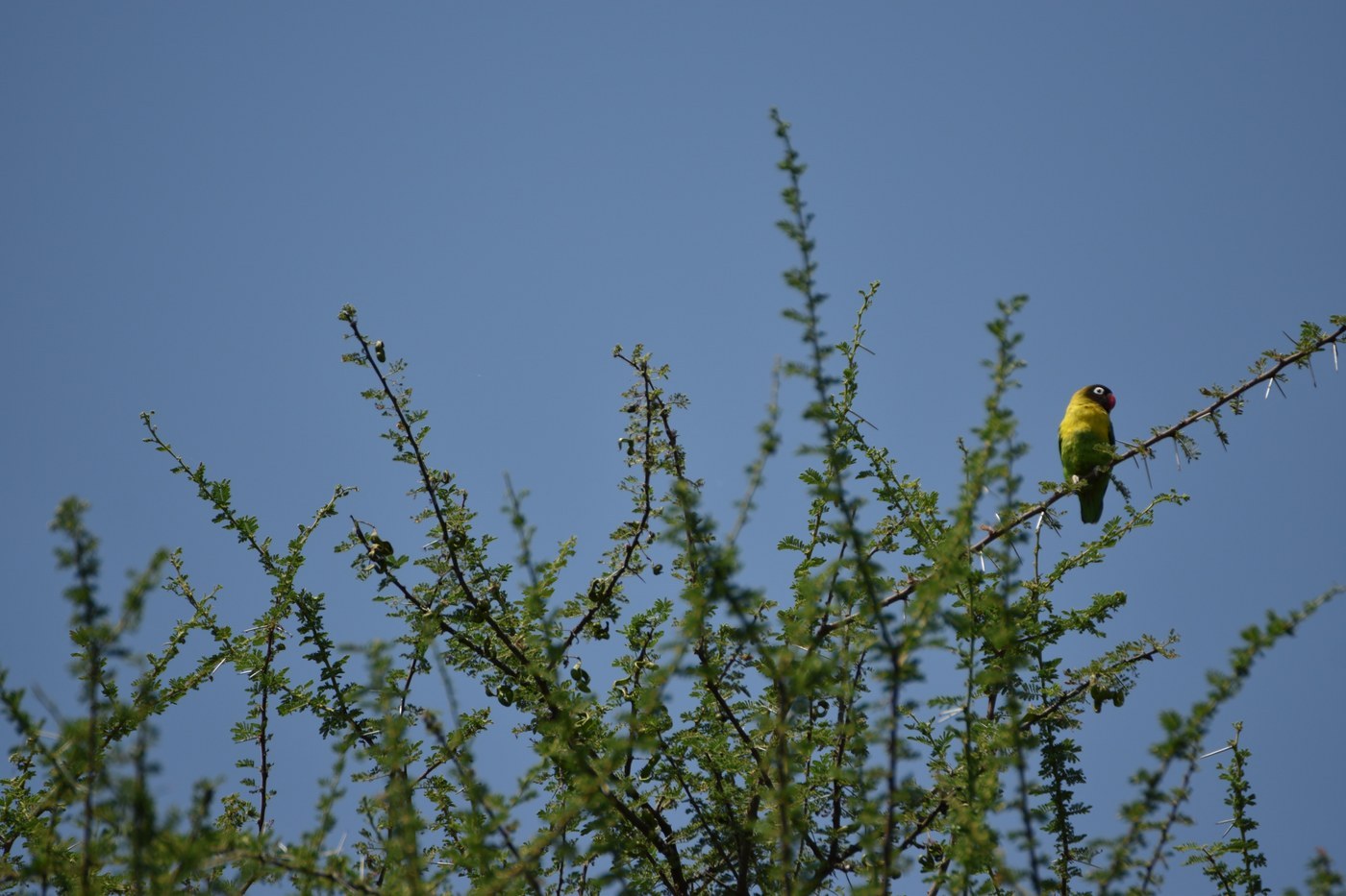 Masked Lovebird (Agapornis personatus)