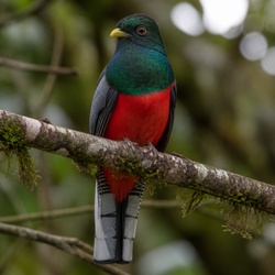 Masked Trogon Identification Guide