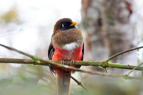 Masked Trogon