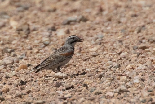 McCown's Longspur