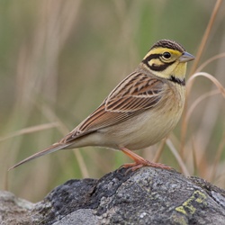 Meadow Bunting Identification Guide