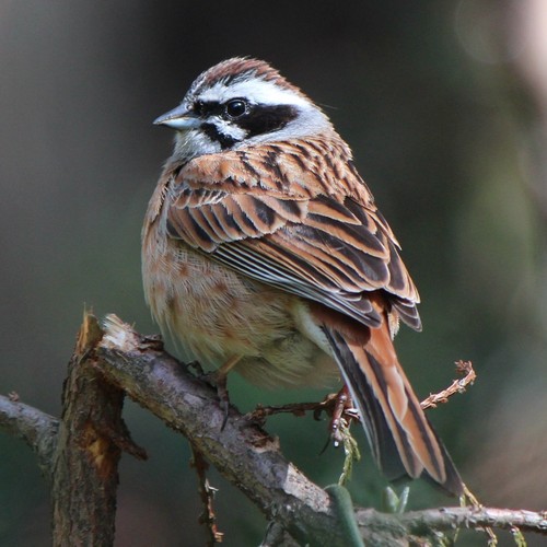 Meadow Bunting