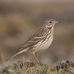 Meadow Pipit Identification Guide