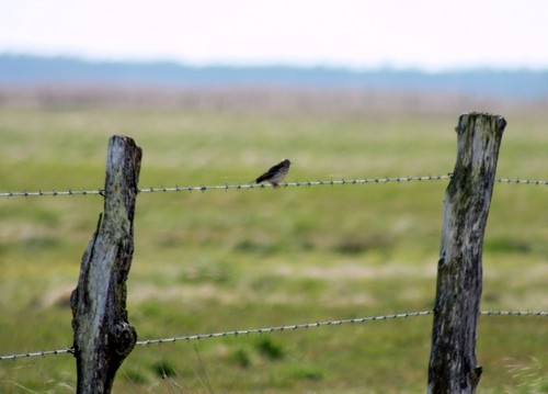 Meadow Pipit