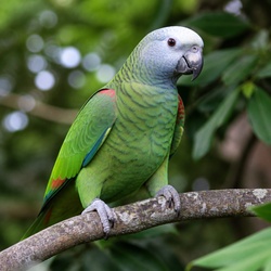 Mealy Parrot Identification Guide