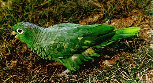Mealy Parrot