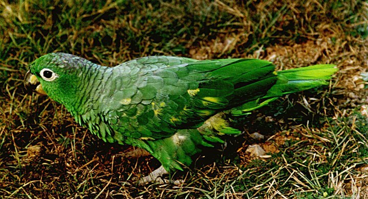 Mealy Parrot (Amazona farinosa)