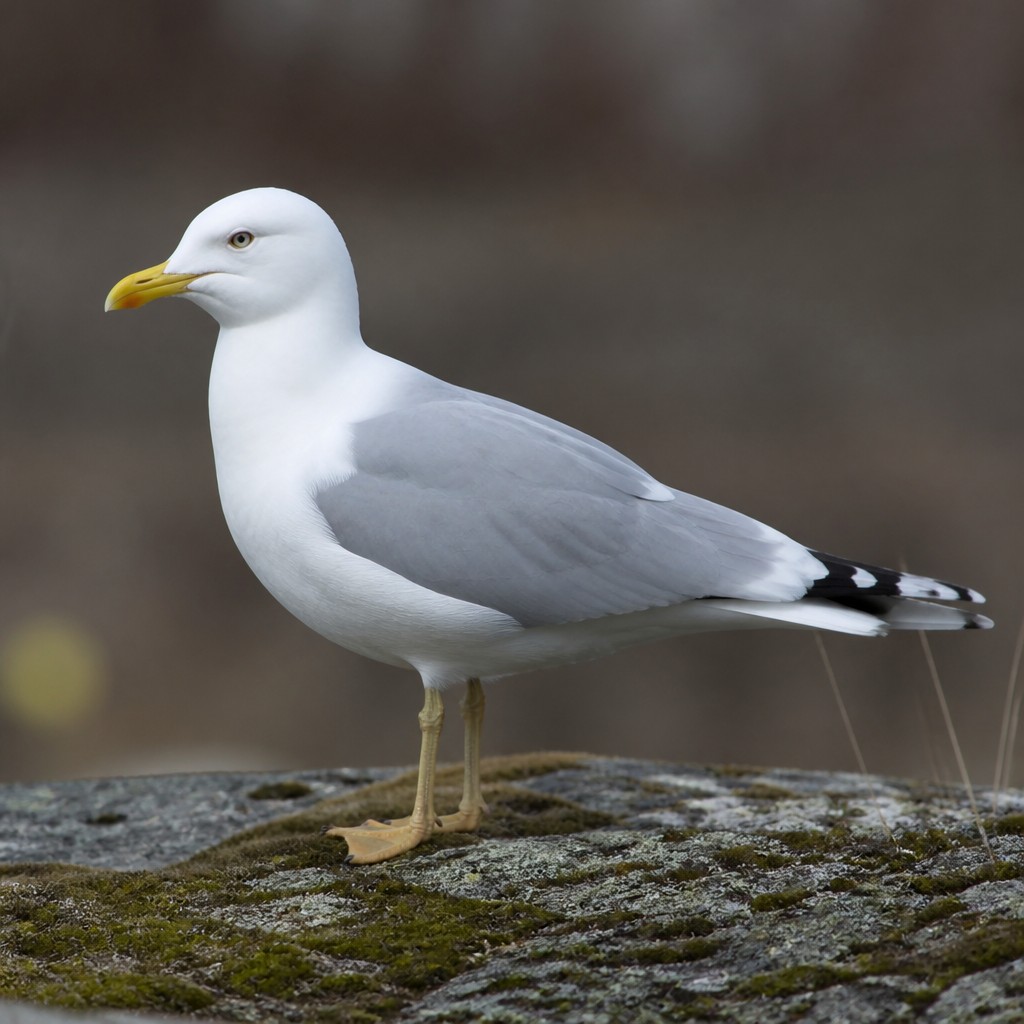 Mew Gull