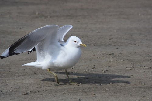 Mew Gull