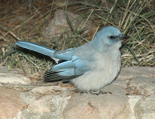 Mexican Jay