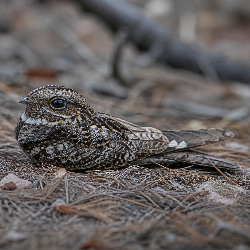 Mexican Whip-poor-will (Antrostomus arizonae)