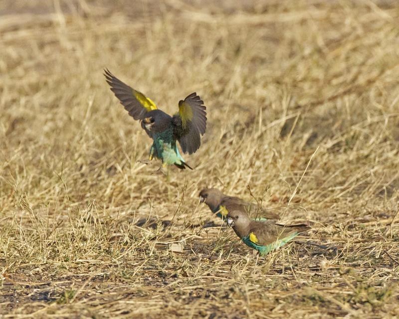 Meyer's Parrot (Poicephalus meyeri)