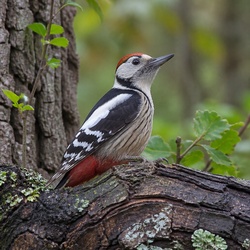 Middle Spotted Woodpecker Identification Guide