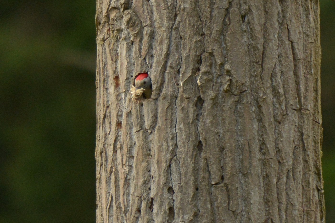 Middle Spotted Woodpecker (Dendrocoptes medius)
