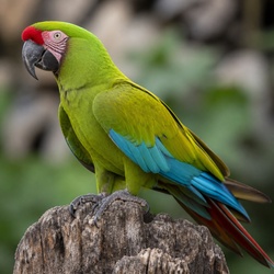 Military Macaw Identification Guide