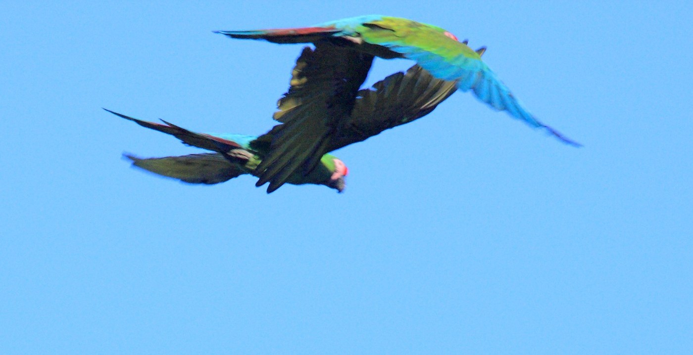 Military Macaw (Ara militaris)