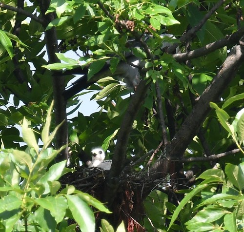 Mississippi Kite