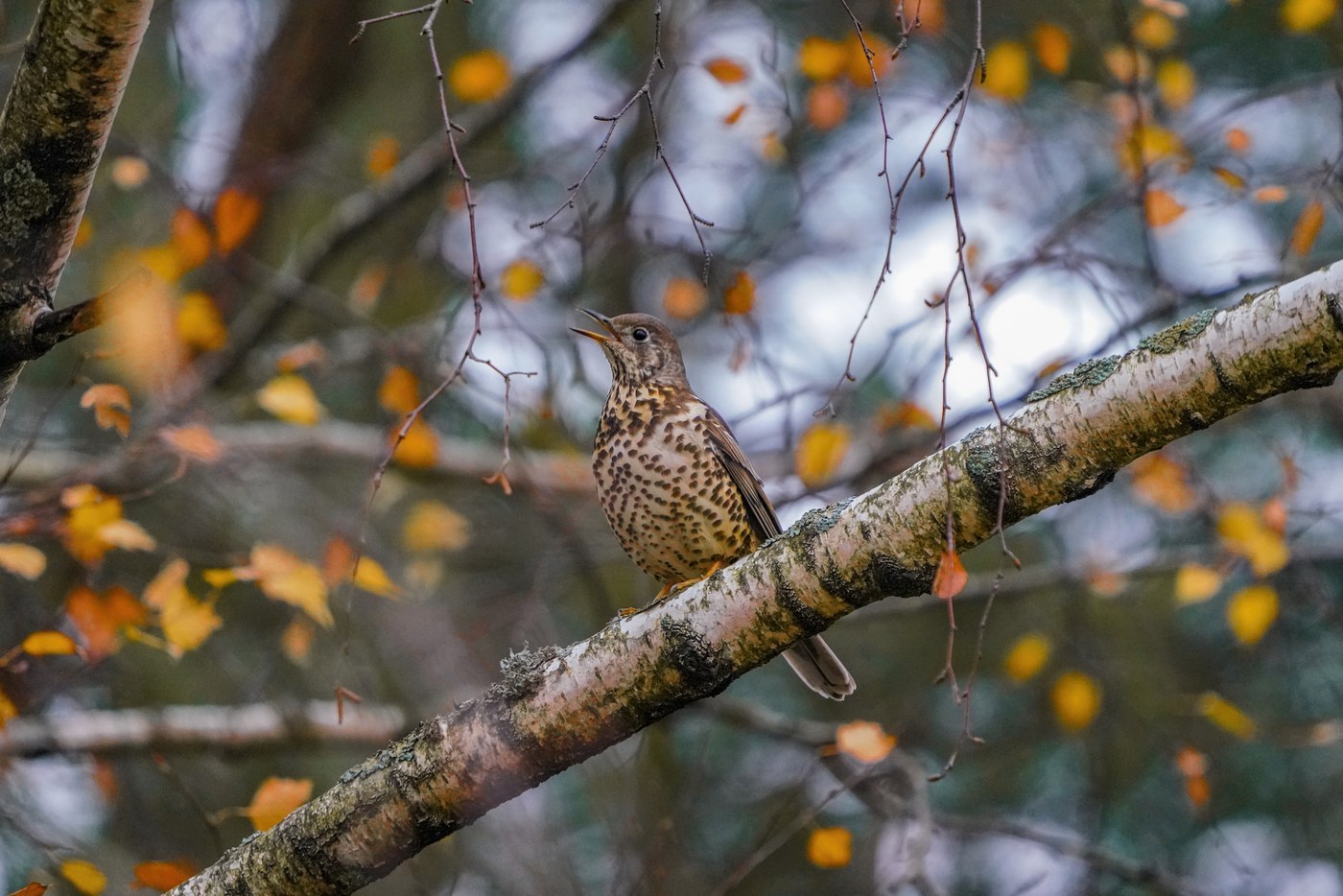 Mistle Thrush Identification Guide