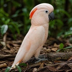 Moluccan Cockatoo Identification Guide