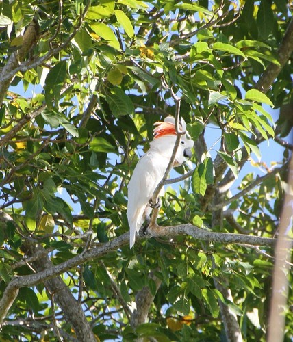 Moluccan Cockatoo