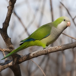 Monk Parakeet Identification Guide