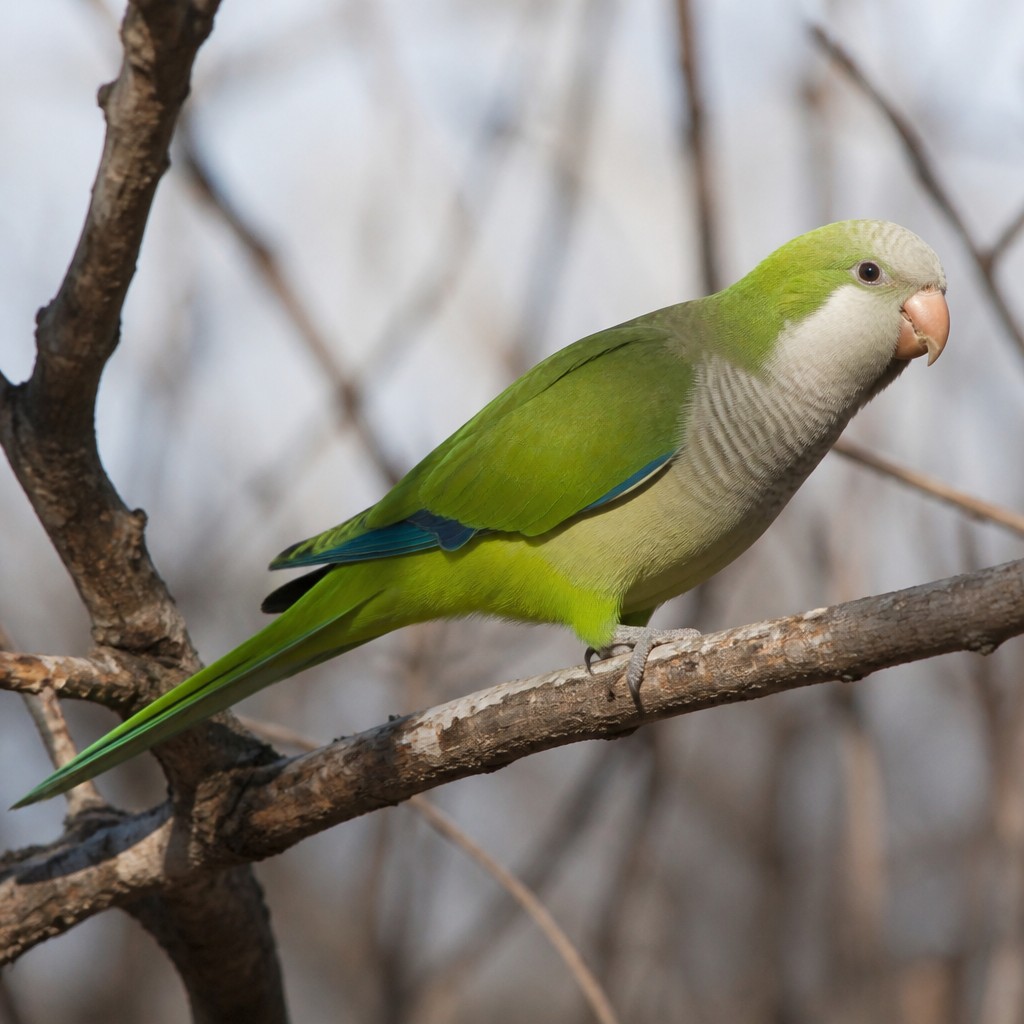 Monk Parakeet