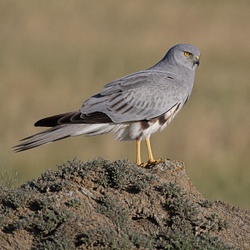 Montagu's Harrier Identification Guide
