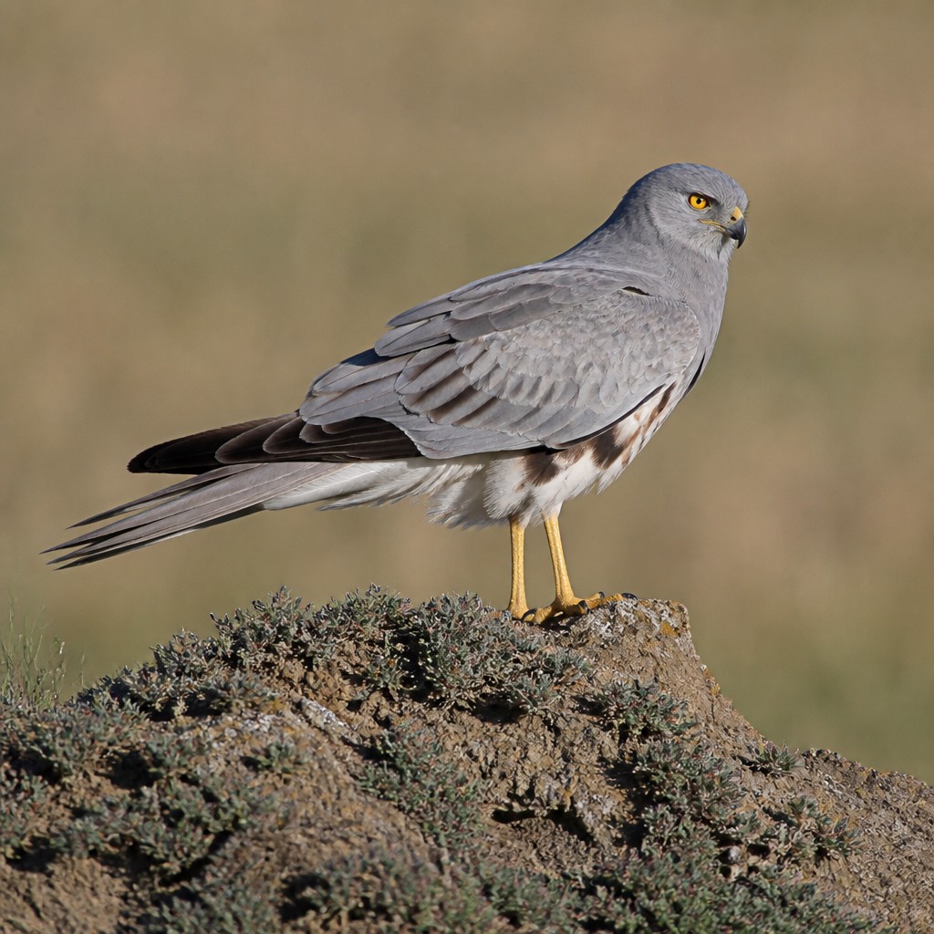 Montagu's Harrier