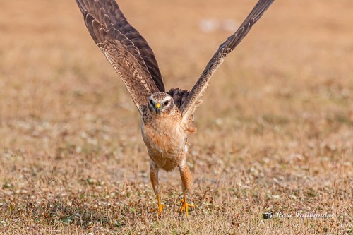 Montagu's Harrier