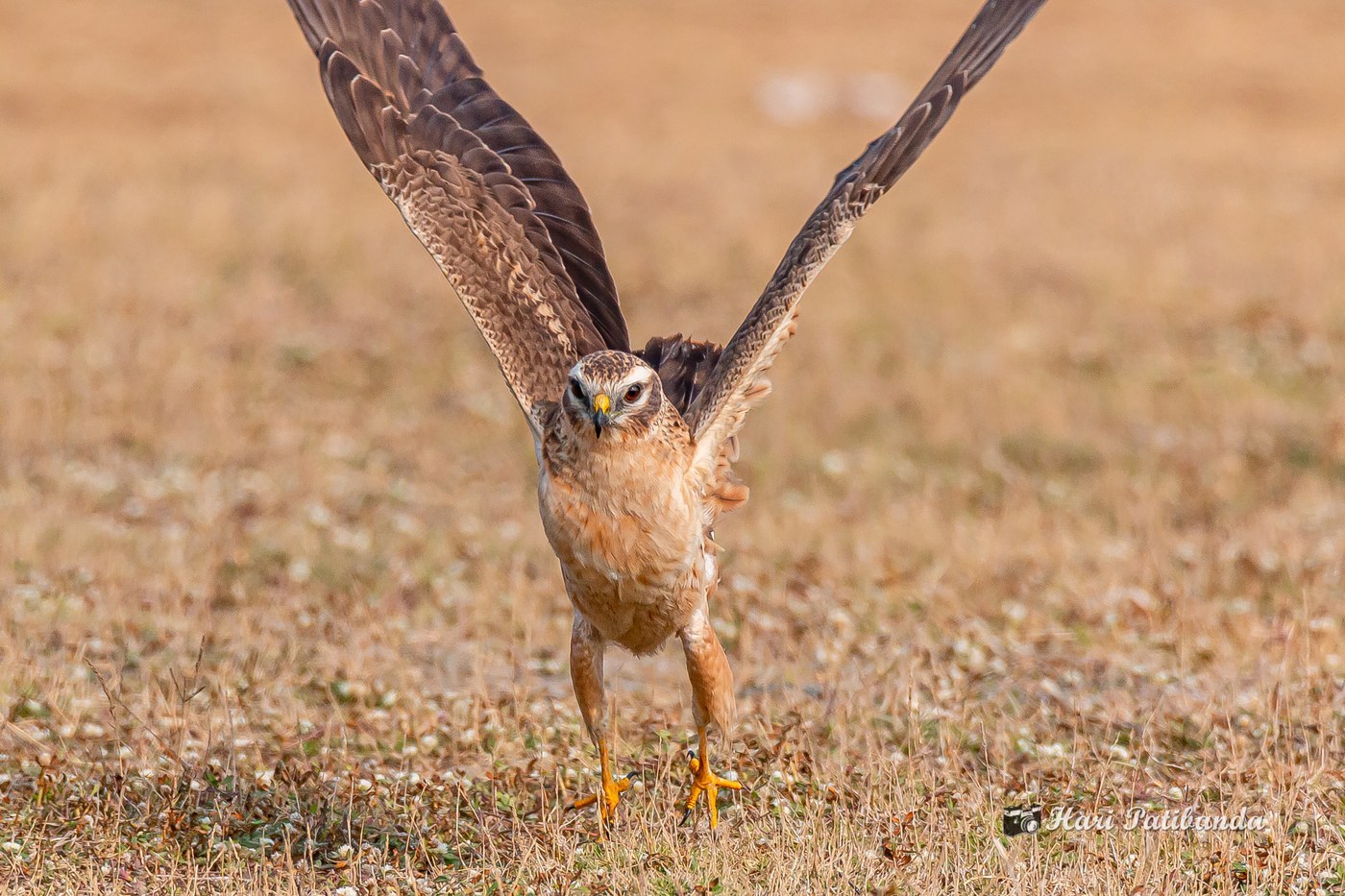 Montagu's Harrier Identification Guide