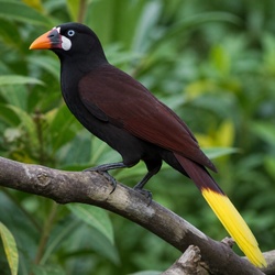Montezuma Oropendola Identification Guide