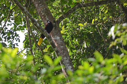 Montezuma Oropendola