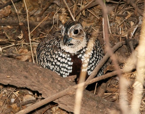 Montezuma Quail