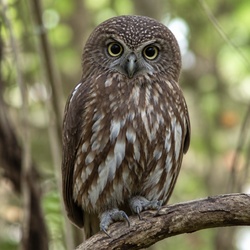 Morepork Identification Guide