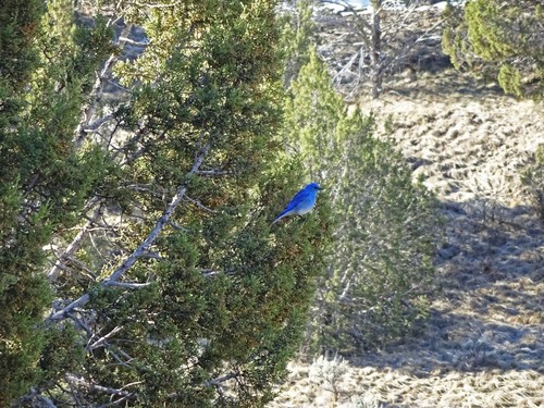 Mountain Bluebird