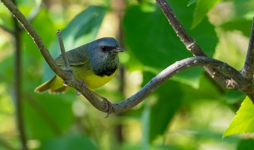 Mourning Warbler