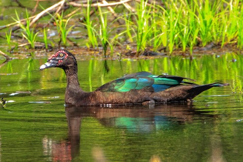 Muscovy Duck