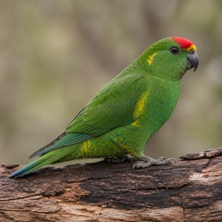 Musk Lorikeet Identification Guide