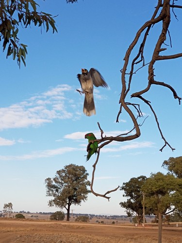 Musk Lorikeet