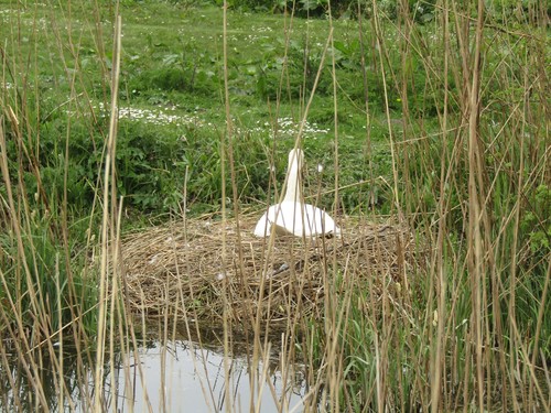 Mute Swan