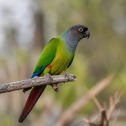 Nanday Conure Identification Guide