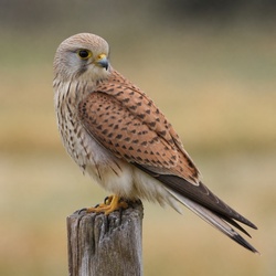 Nankeen Kestrel Identification Guide