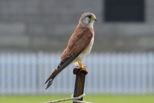 Nankeen Kestrel