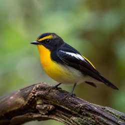 Narcissus Flycatcher Identification Guide
