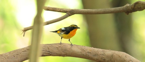 Narcissus Flycatcher