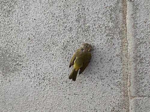 Nashville Warbler