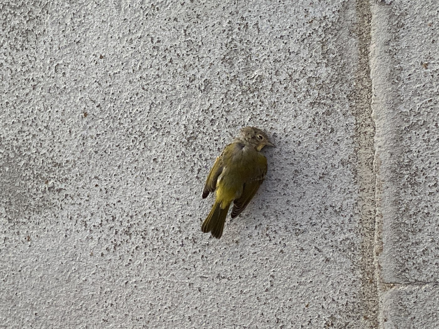 Nashville Warbler (Leiothlypis ruficapilla)