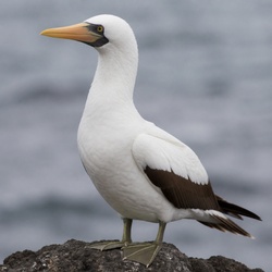 Nazca Booby Identification Guide