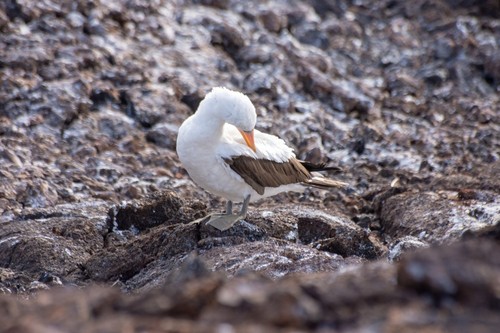 Nazca Booby