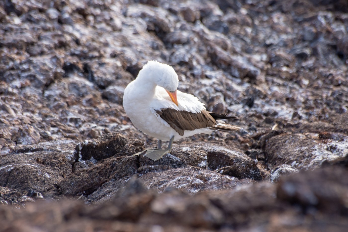 Nazca Booby (Sula granti)